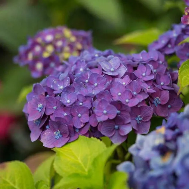 Endless Summer® Summer Crush® Big Leaf Hydrangea