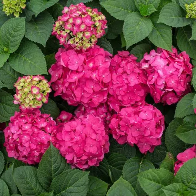 Endless Summer® Summer Crush® Big Leaf Hydrangea