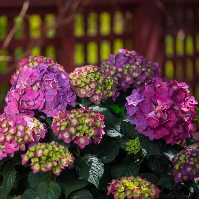 Endless Summer® Summer Crush® Big Leaf Hydrangea