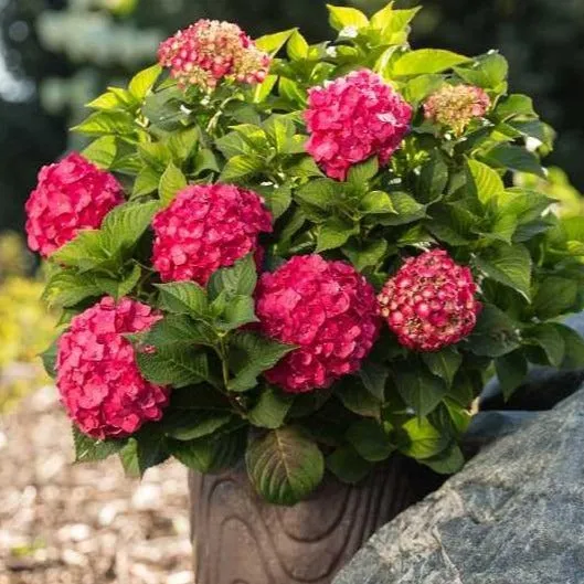 Endless Summer® Summer Crush® Big Leaf Hydrangea