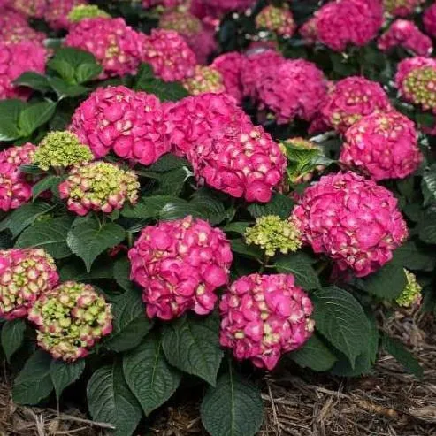 Endless Summer® Summer Crush® Big Leaf Hydrangea