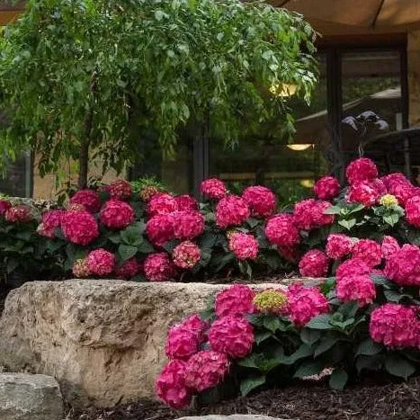 Endless Summer® Summer Crush® Big Leaf Hydrangea