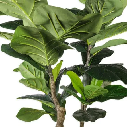 Faux Rubber Plant - 250cm