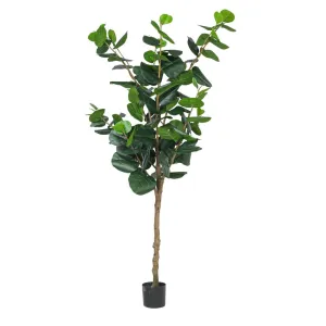 Faux Rubber Plant - 250cm