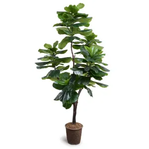 Fiddle Leaf Fig Tree Standard 7.5'