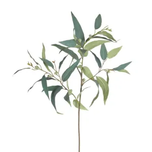 Fruiting Gum Branch