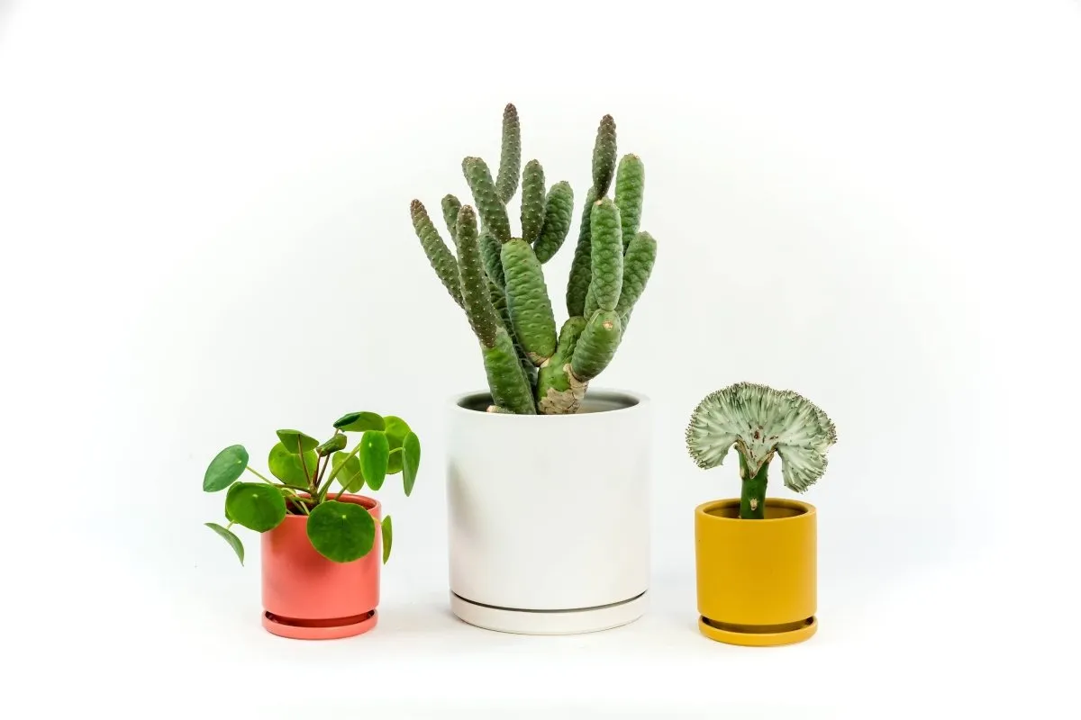 Gemstone Porcelain Planter Pot with Water Saucer 6.25 Inch