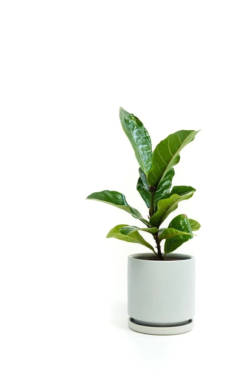 Gemstone Porcelain Planter Pot with Water Saucer 6.25 Inch