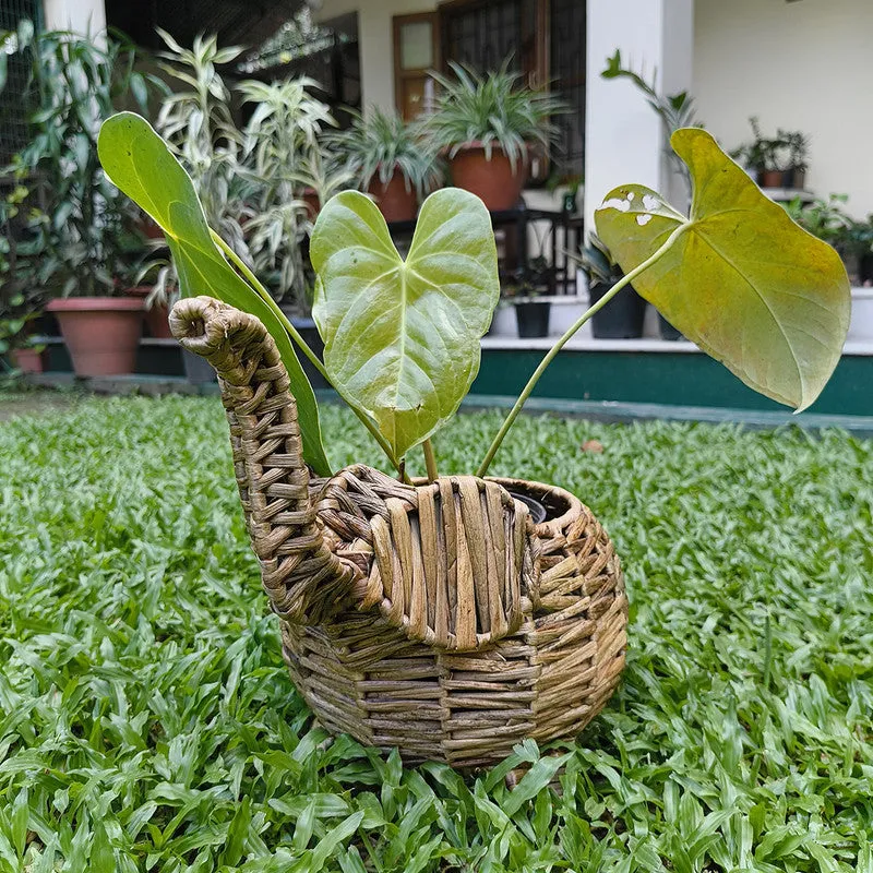 Grass Elephant Basket Planter | Beige