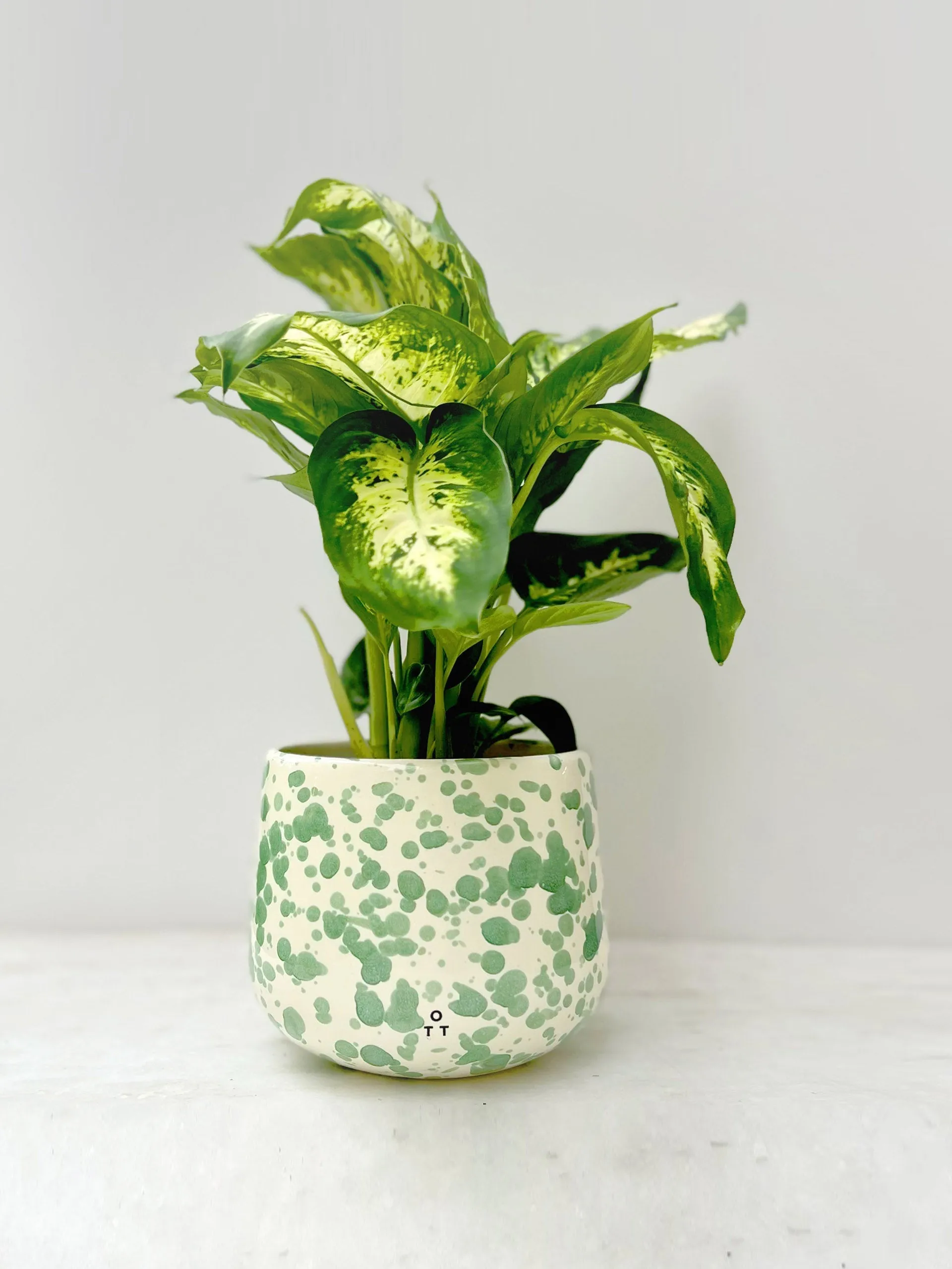 Indoor planter pistachio