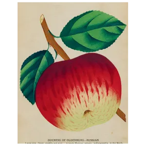 John Derian Duchess Apple (p131) Book Page 11x14" Tray