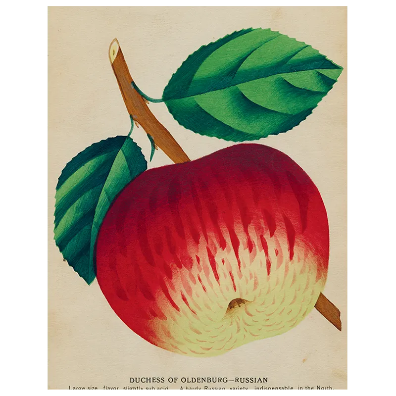 John Derian Duchess Apple (p131) Book Page 11x14" Tray
