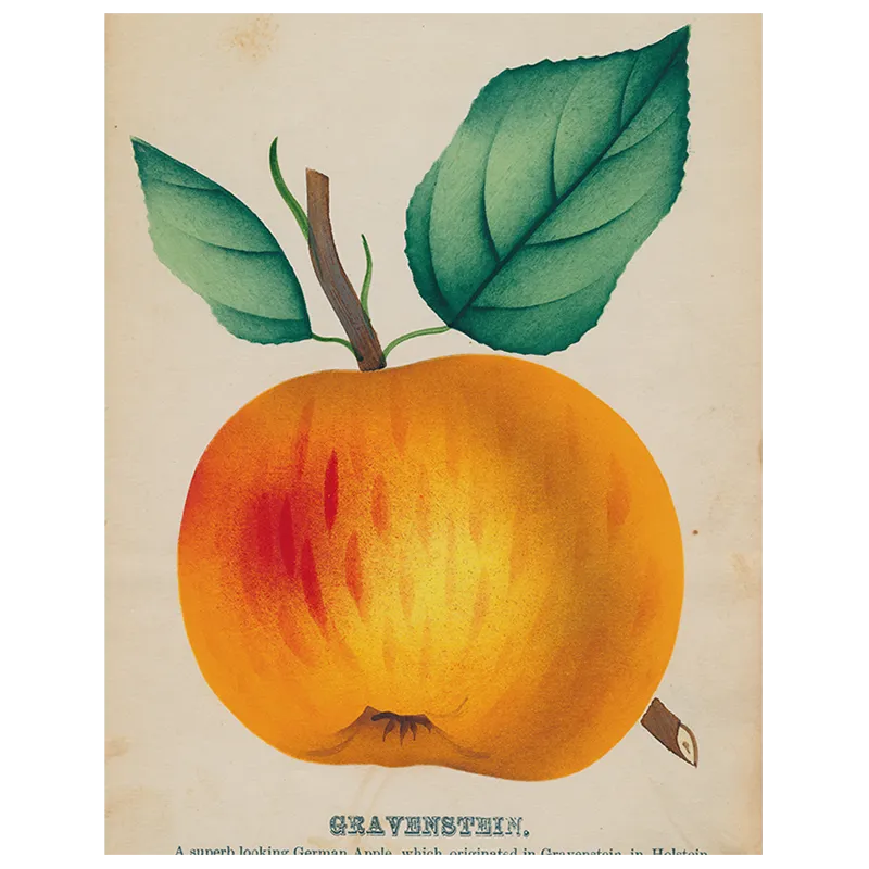 John Derian Gravenstein Apple (p132) Book Page 11x14" Tray