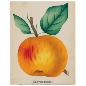 John Derian Gravenstein Apple (p132) Book Page 11x14" Tray