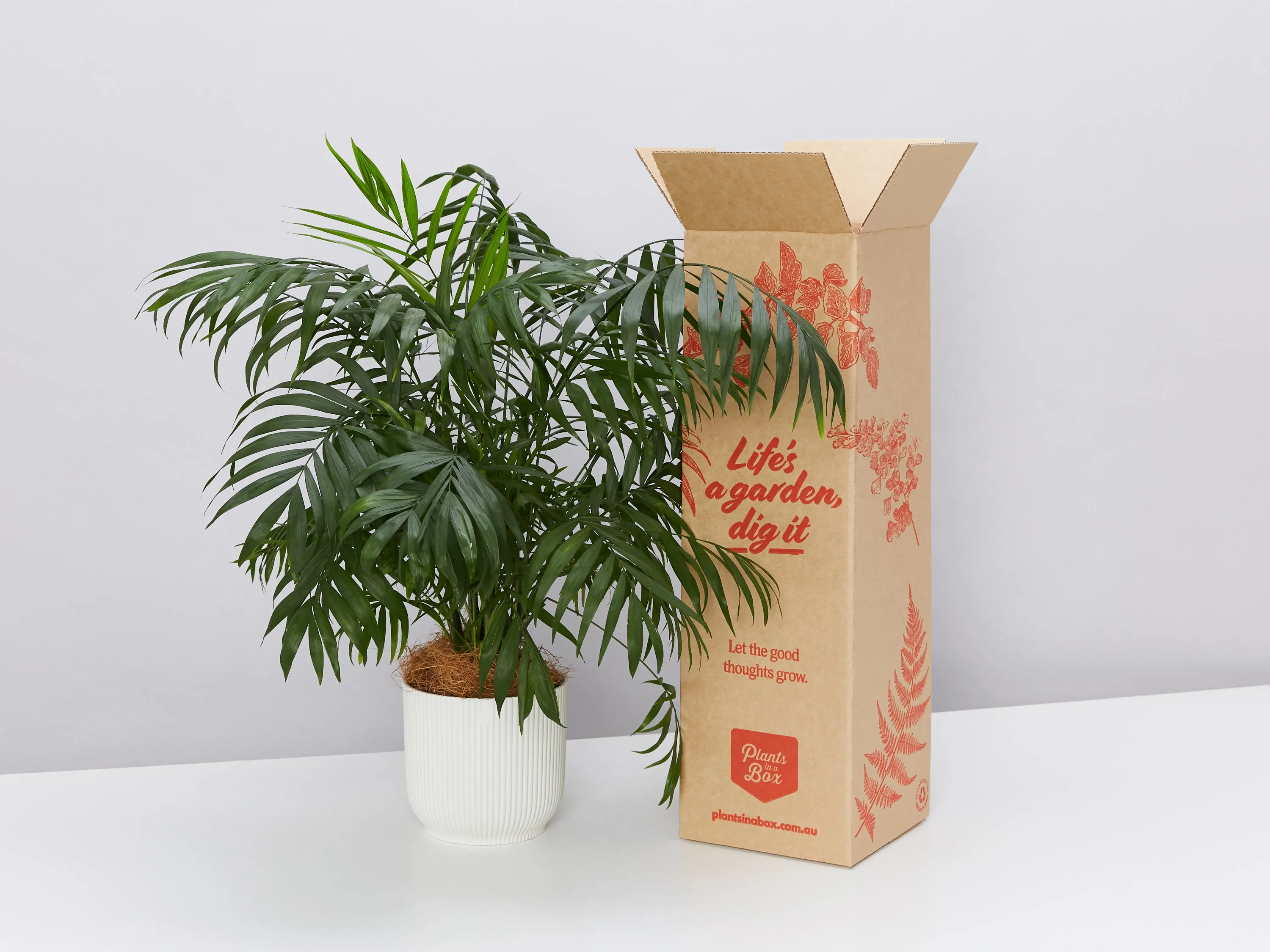 Pet-Friendly Eco ♻️ Potted Gift Box