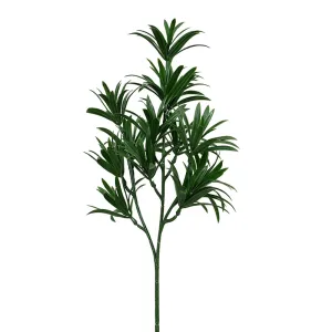 Podocarpus Yew Stem, 25.5"L