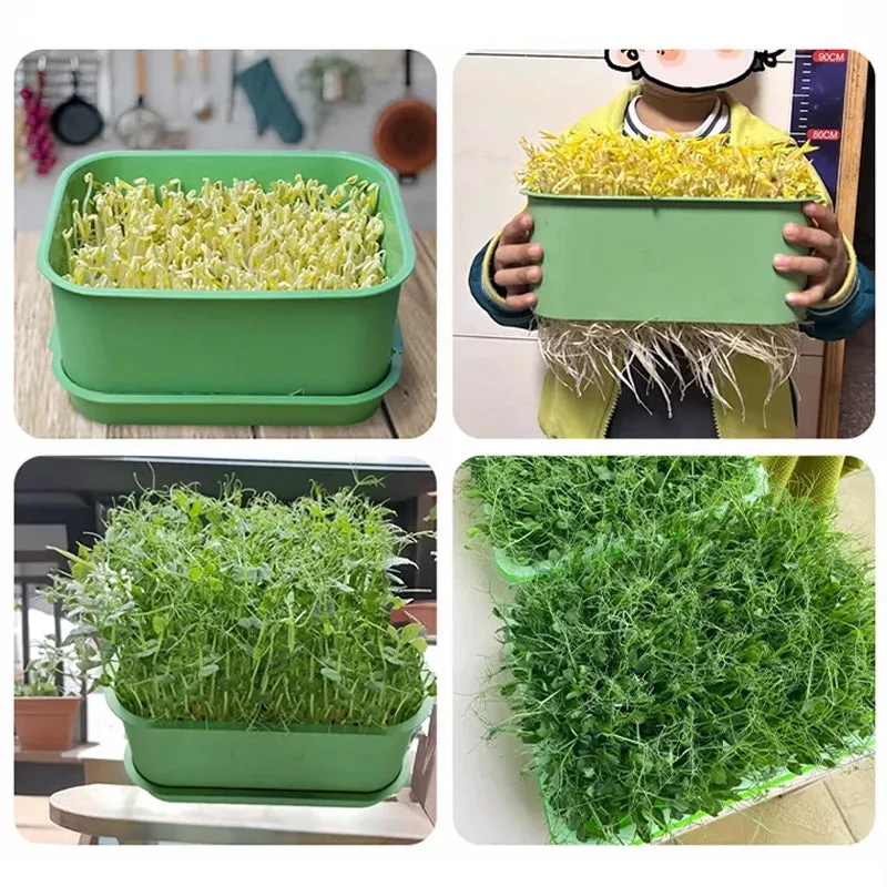 Stackable Bean Sprout Growing Box50% OFF