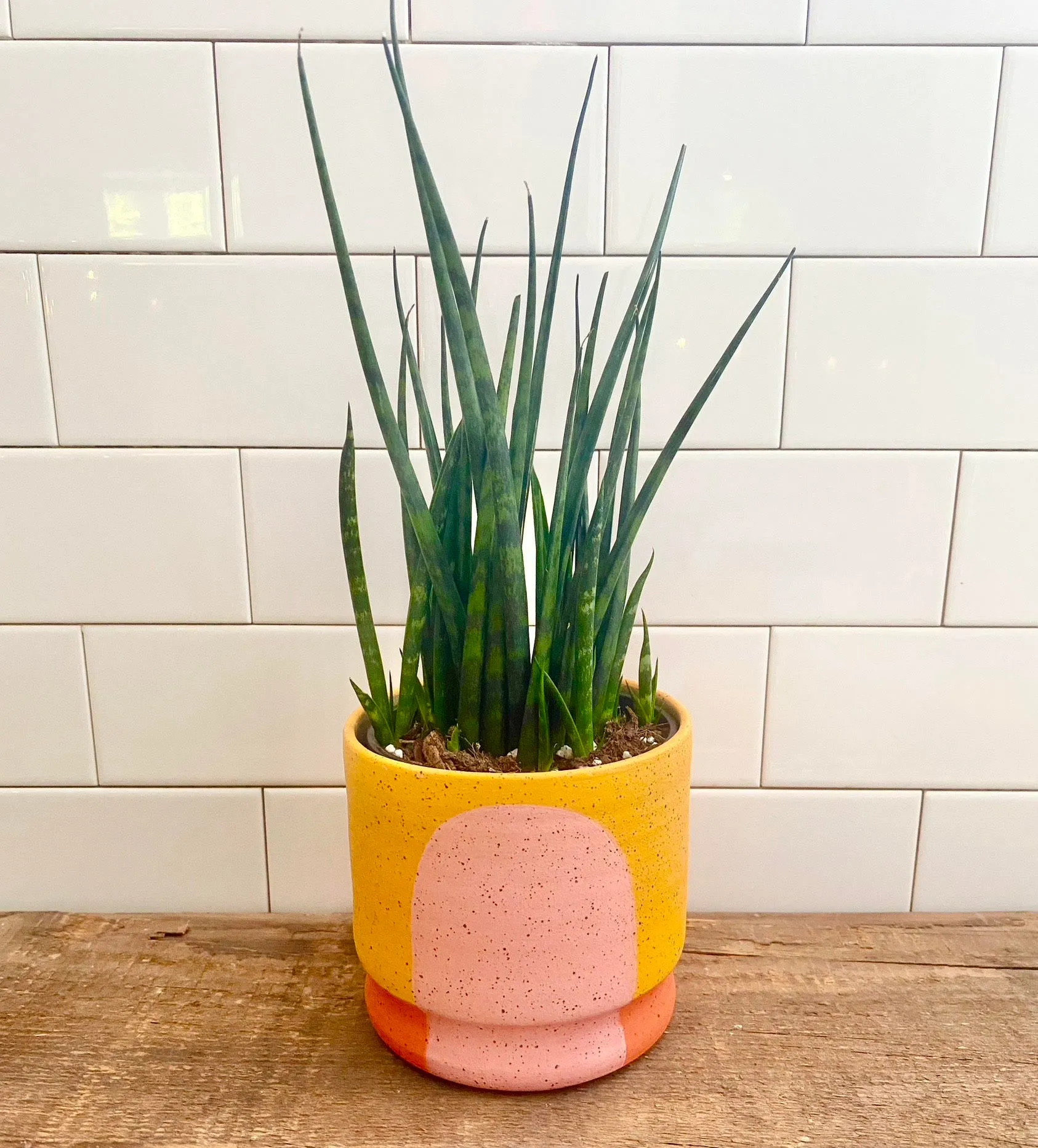 Stanley Chester & Albert Portal Planter